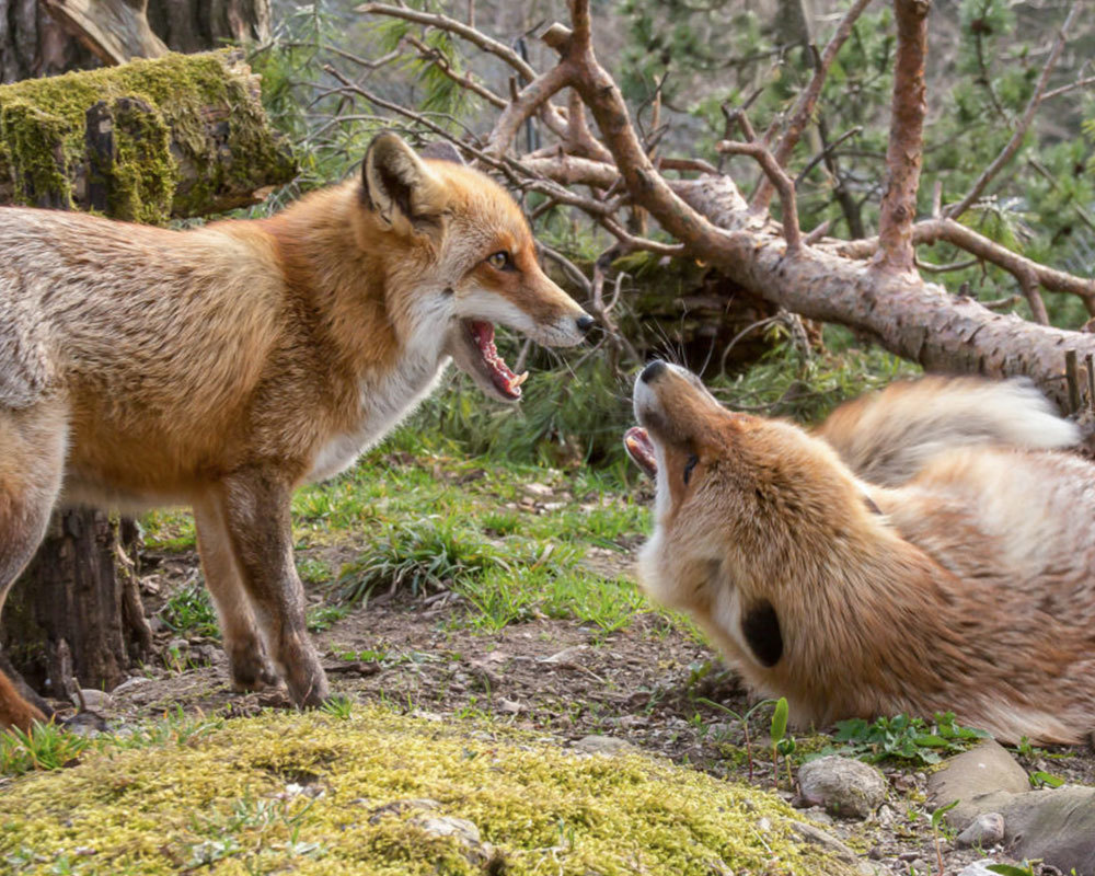 Parc animalier de Goldau